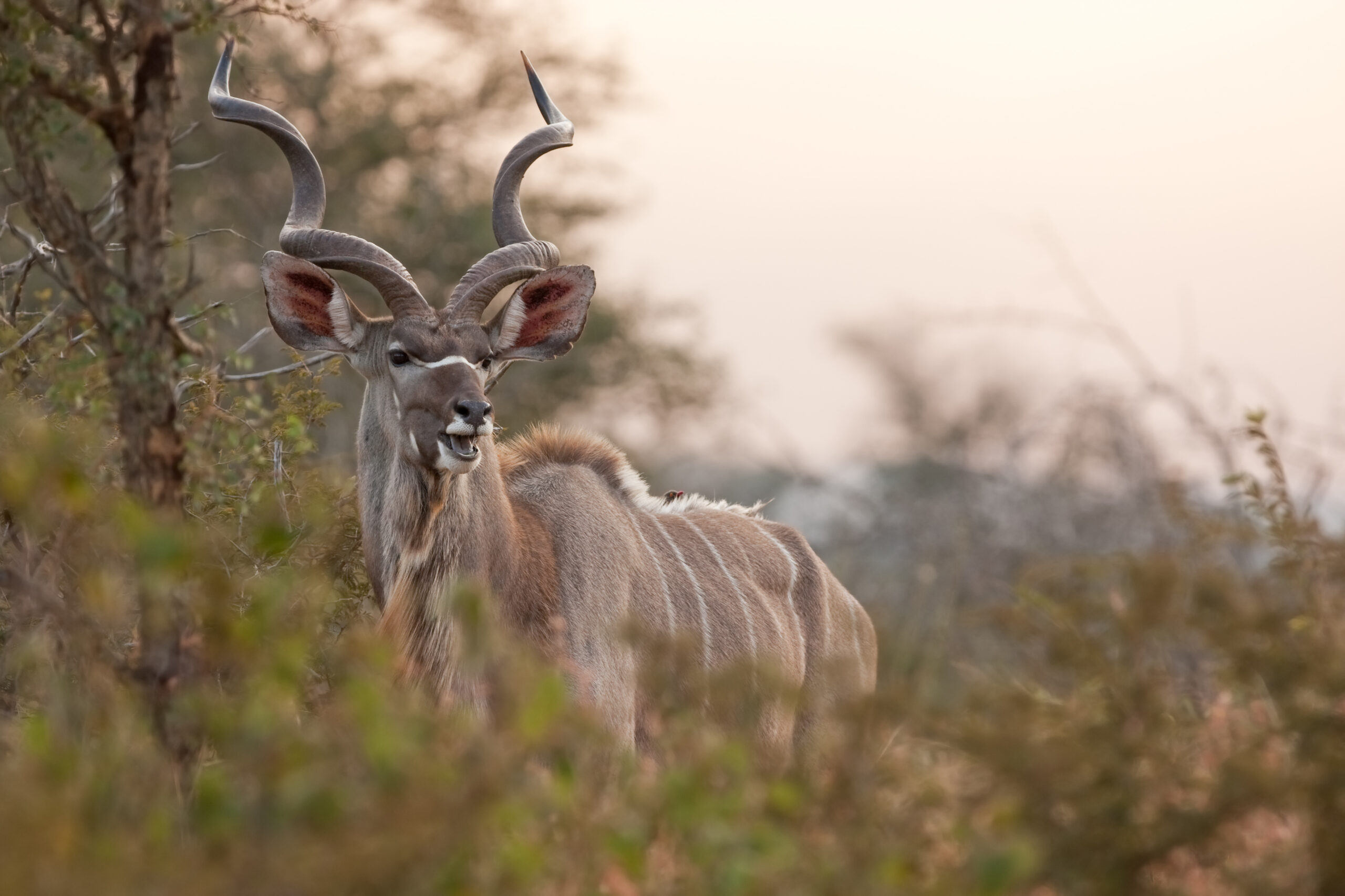 greater kudu, tragelaphus strepsiceros,kruger national park
